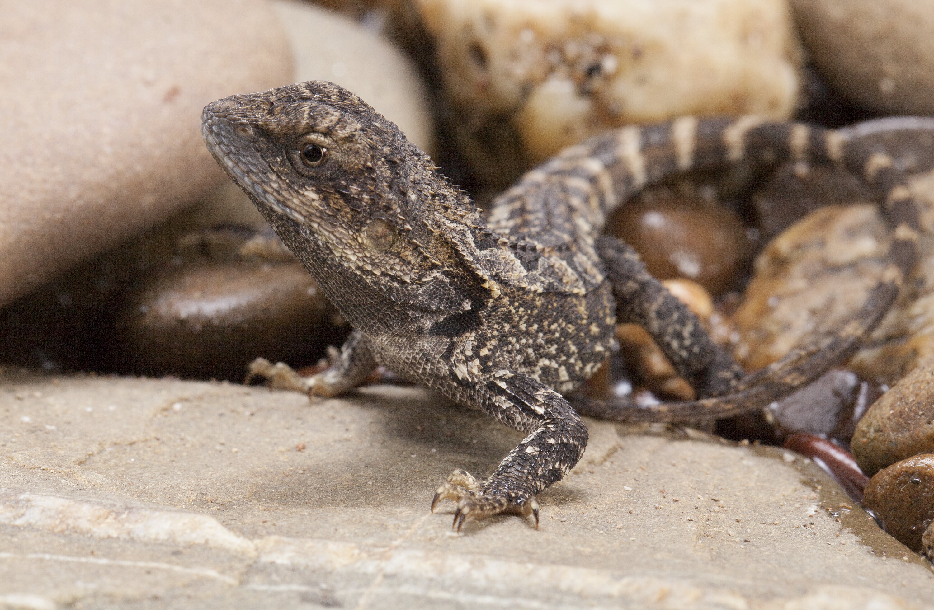 A Jacky Dragon lizard